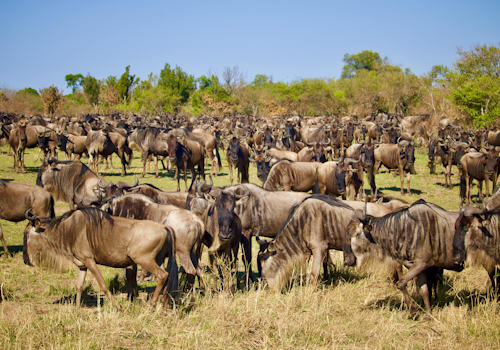 Safari game drive in the Serengeti