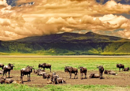 Game drive inside the Ngorongoro Crater