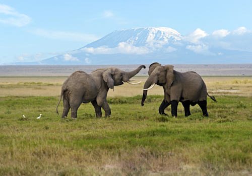 Elephants in Amboseli National Park