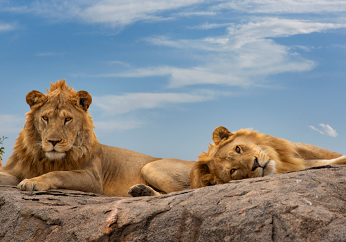 Wildlife on the plains of the Maasai Mara