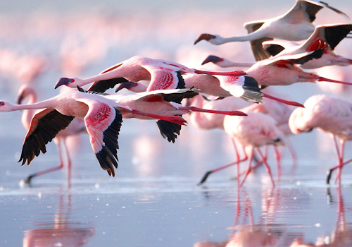 Lake Nakuru National Park in the Rift Valley
