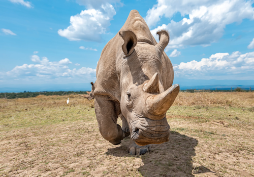 Wildlife at Ol Pejeta Conservancy