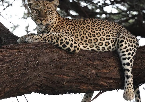 Shaba National Reserve
