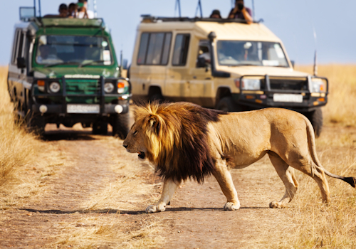 Northern Tanzania safari