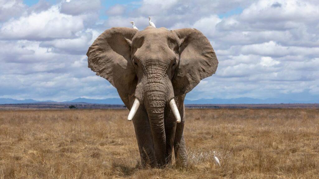 African elephant on the open plains