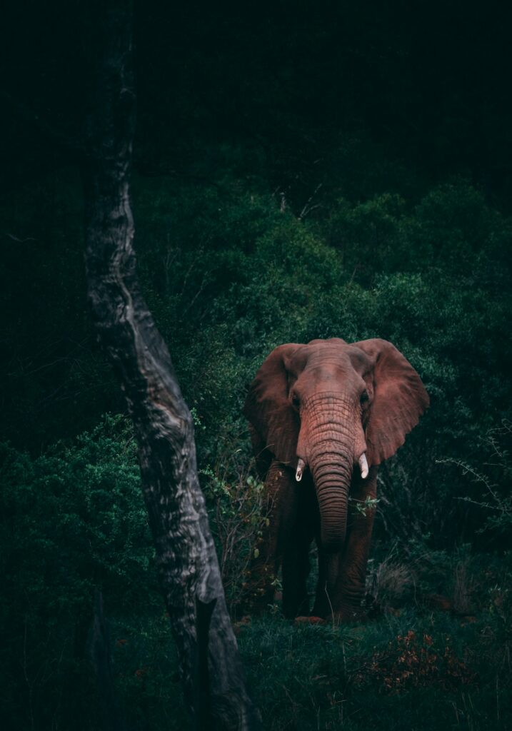 Elephant emerging from the forest