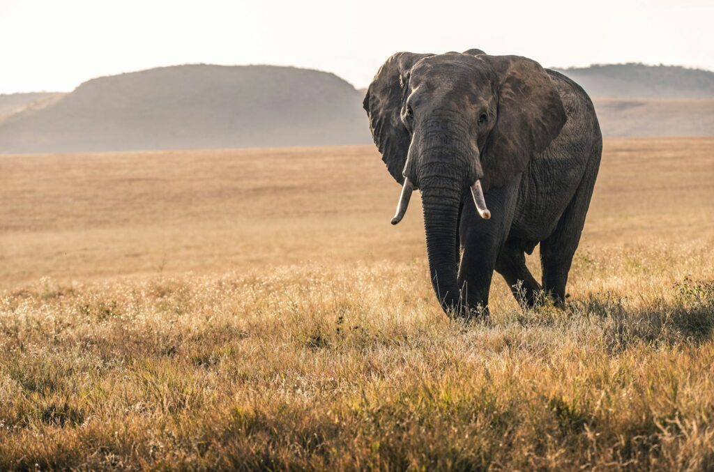 Elephant walking across golden savannah