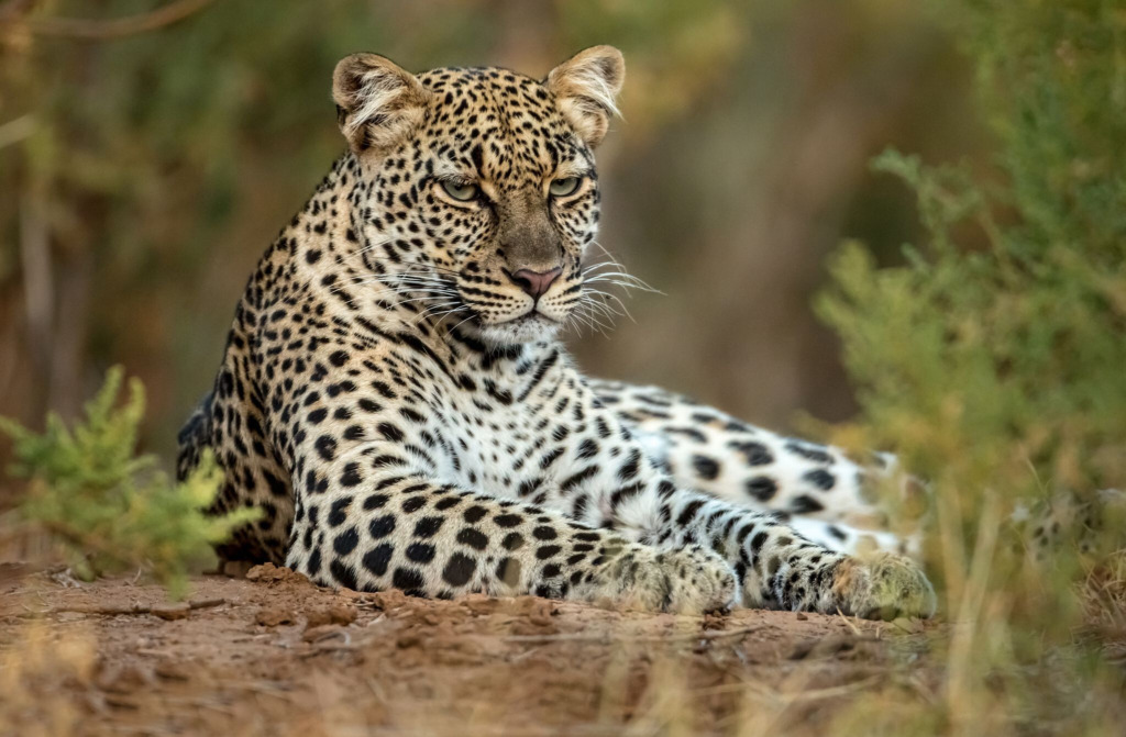 Leopard resting on red earth in the bush