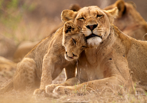 Lion cubs resting on the savannah