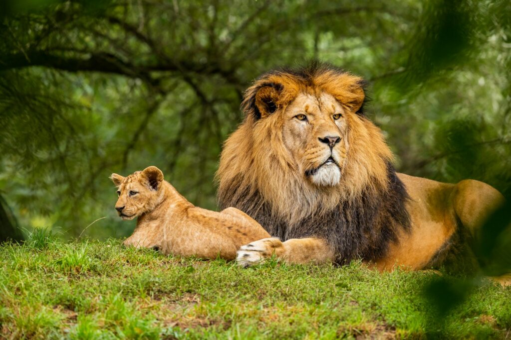 Lion resting with a cub in green grass