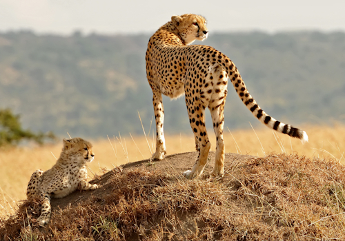Grasslands of the Maasai Mara, Kenya